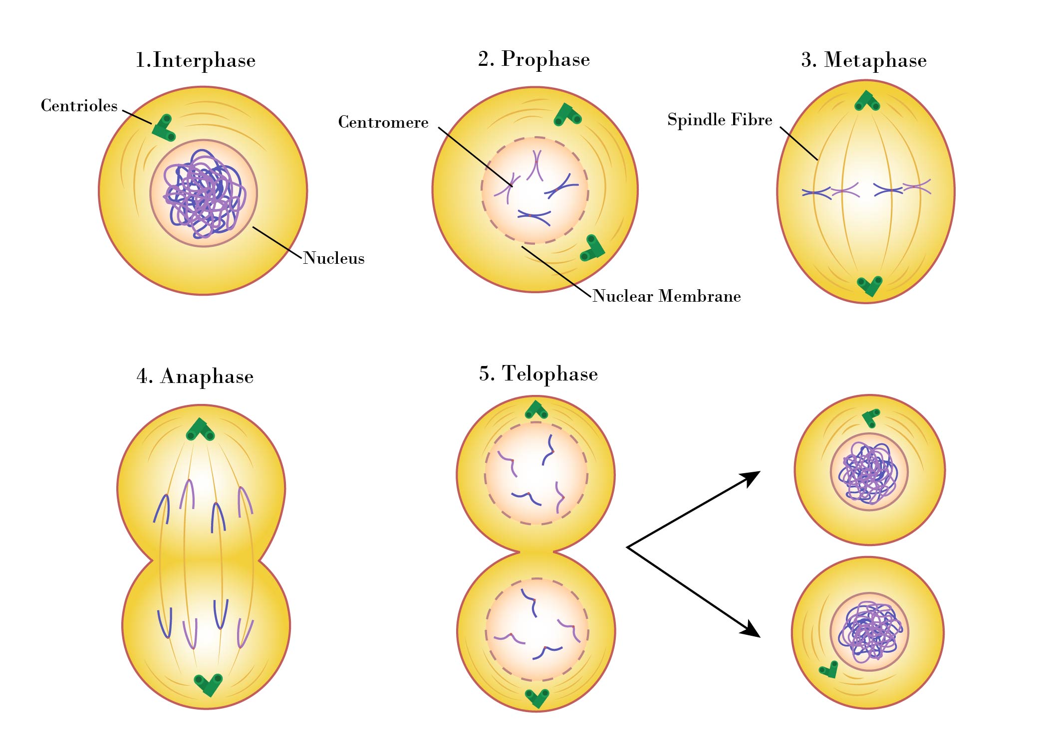 Meiosis Stages